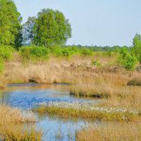 <p>Moorlandschaft Ewiges Meer</p>